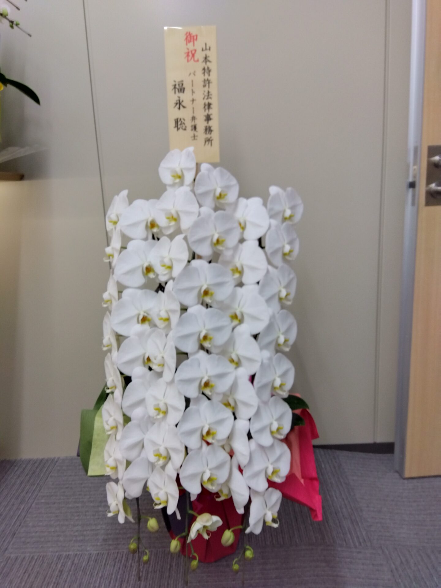 大阪市 中央区へ事務所移転お祝いの胡蝶蘭