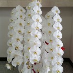 亀岡市へお祝いの胡蝶蘭を配達しました
