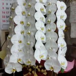 北区曽根崎新地へお誕生日祝の胡蝶蘭を配達