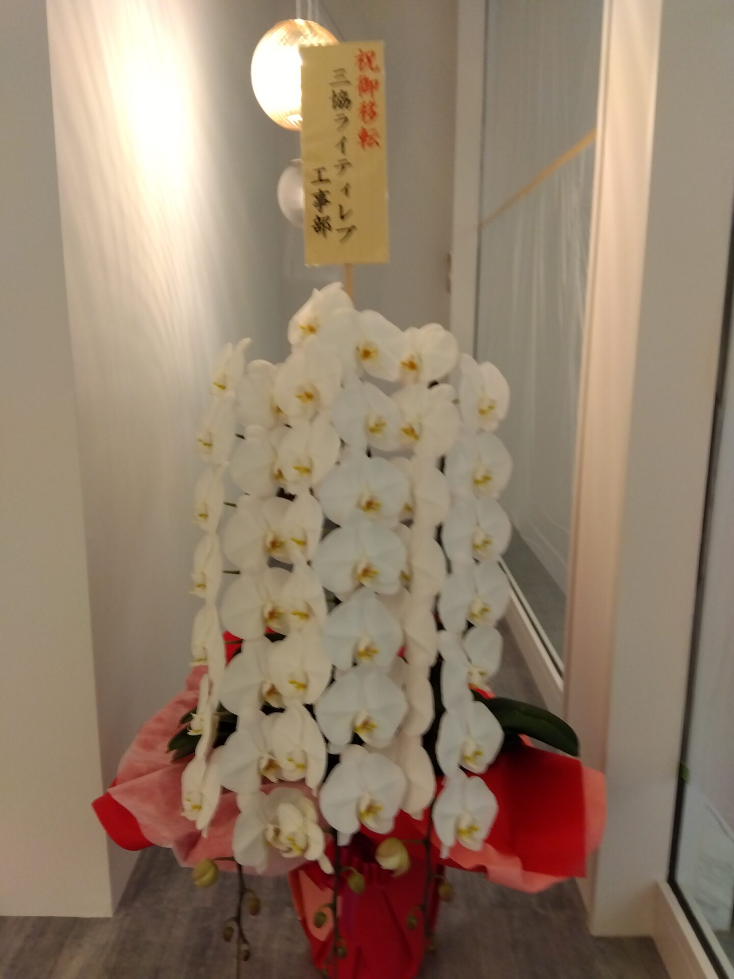 大阪市 中央区へショールーム移転のお祝いの胡蝶蘭