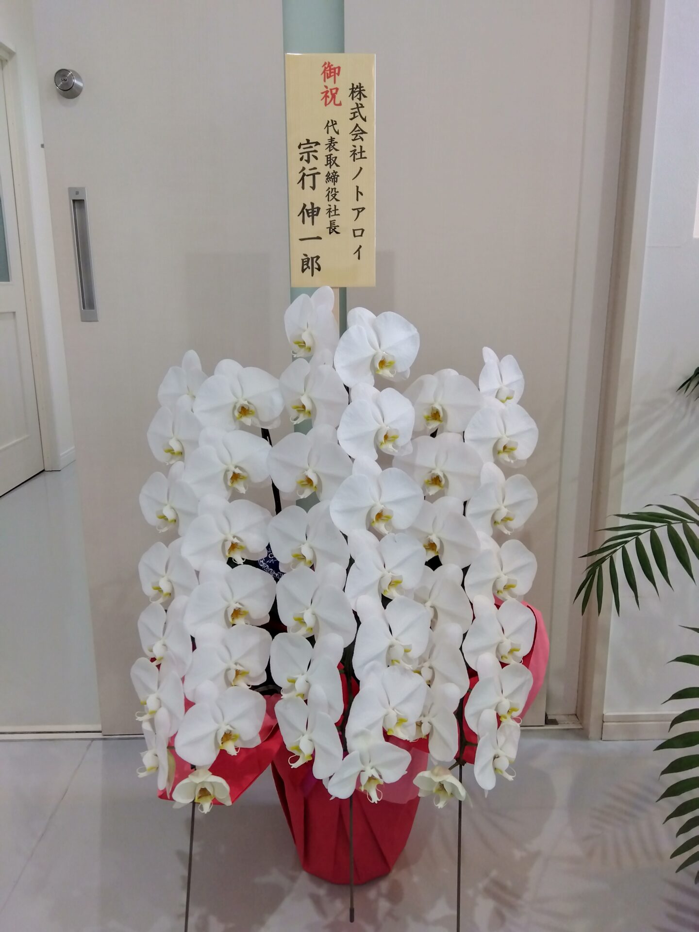 就任お祝いの胡蝶蘭