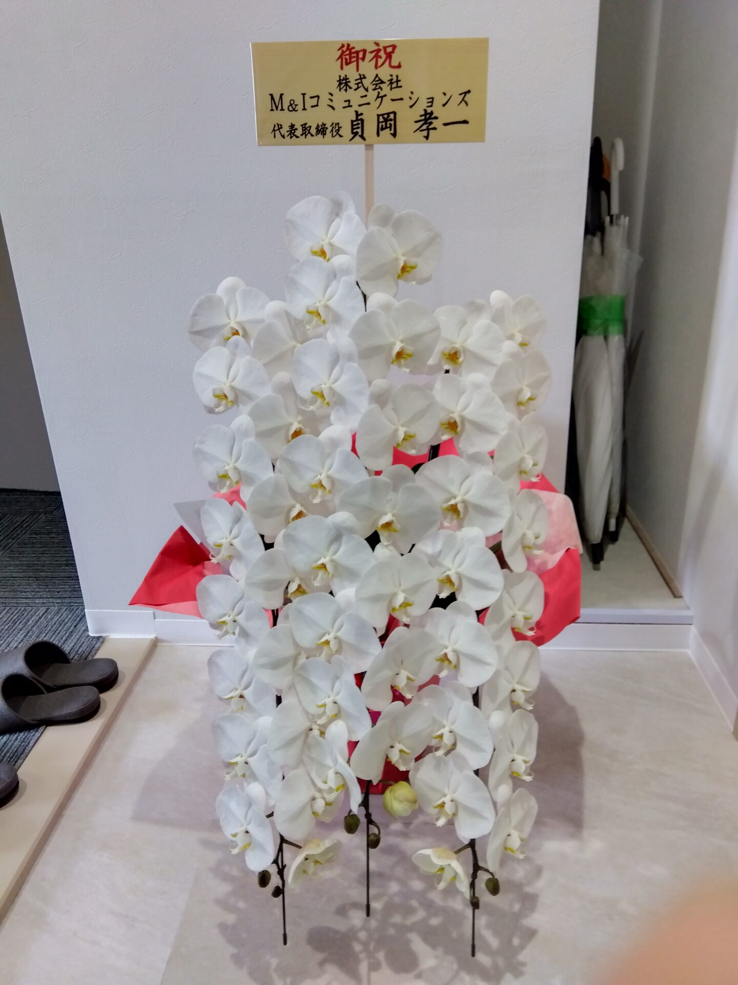 大阪市 東成区へ移転お祝いの胡蝶蘭_メイン画像