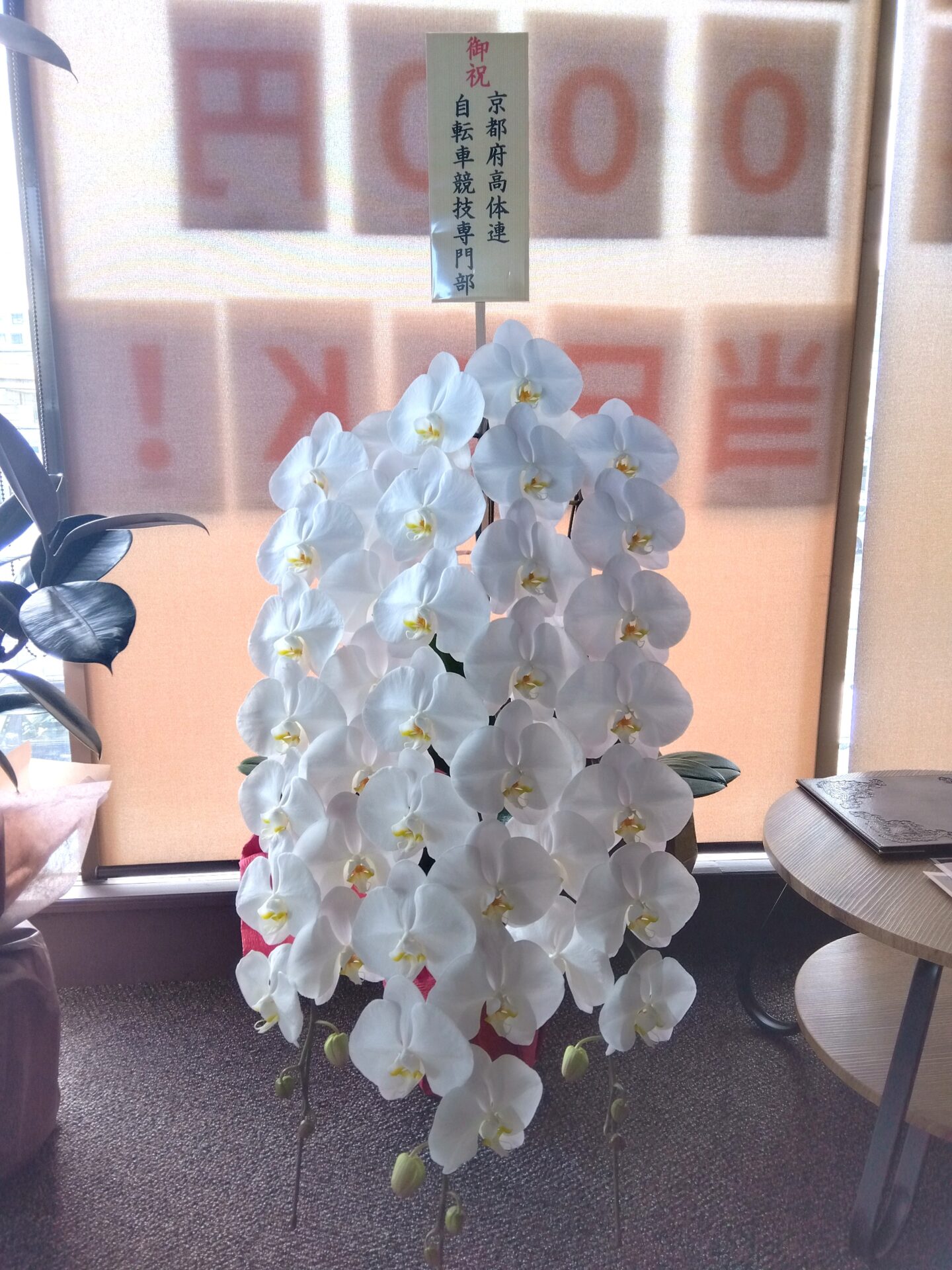 箕面市へ開店お祝いの胡蝶蘭
