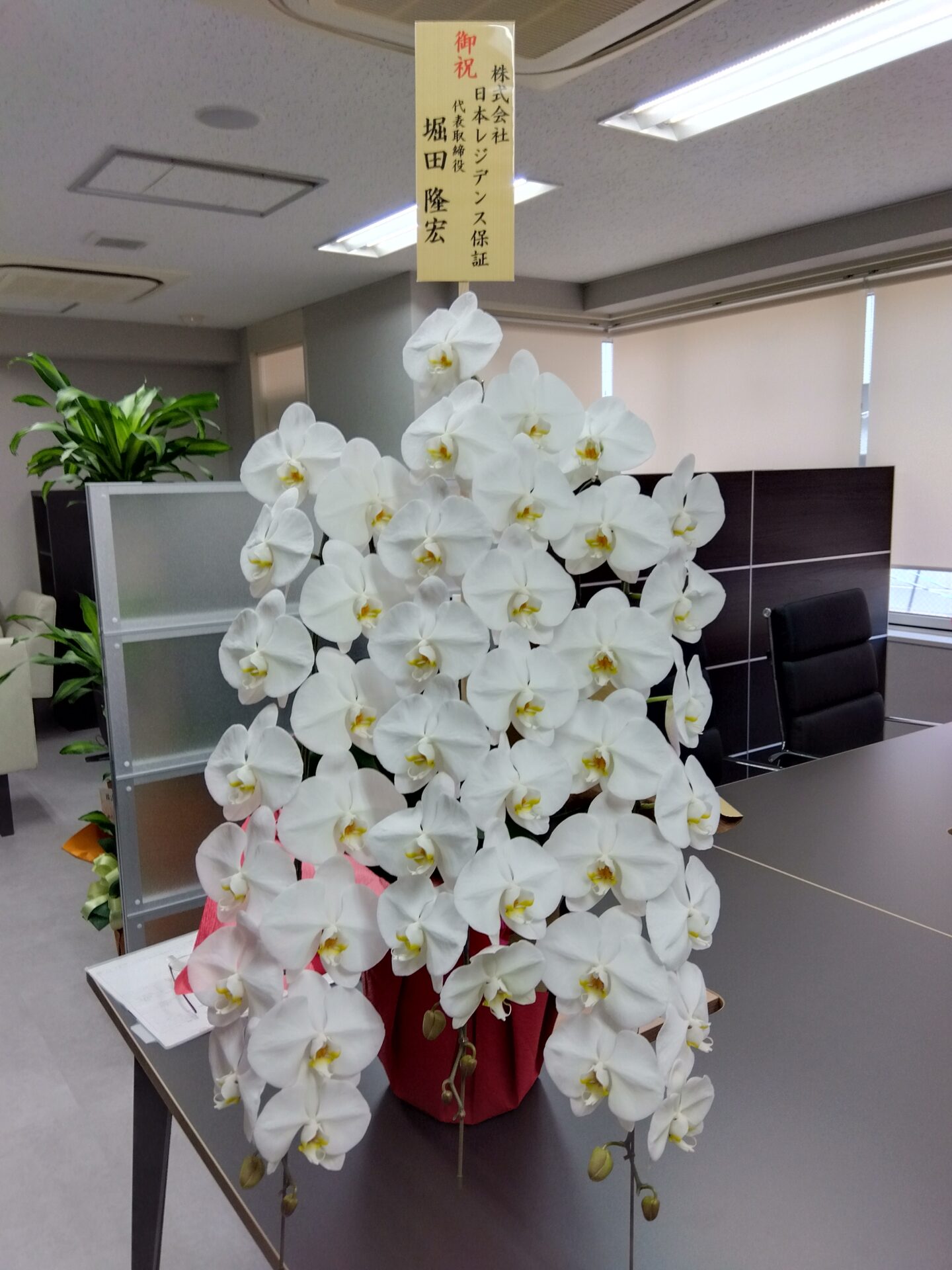 大阪市 中央区へオフィスの移転お祝いの胡蝶蘭_メイン画像