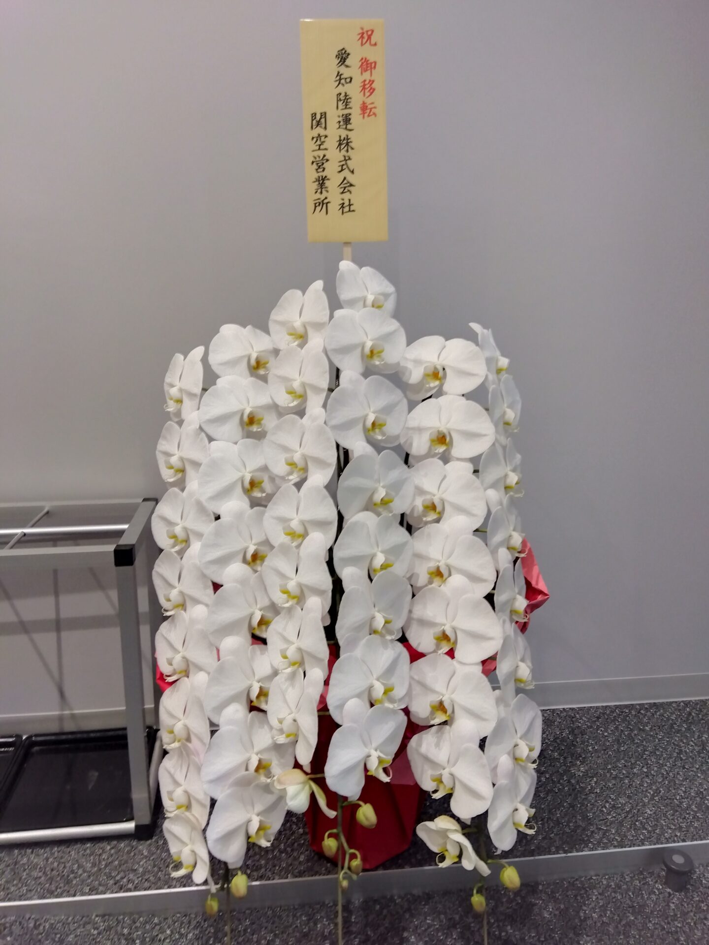 泉佐野市へ移転お祝いの胡蝶蘭_メイン画像